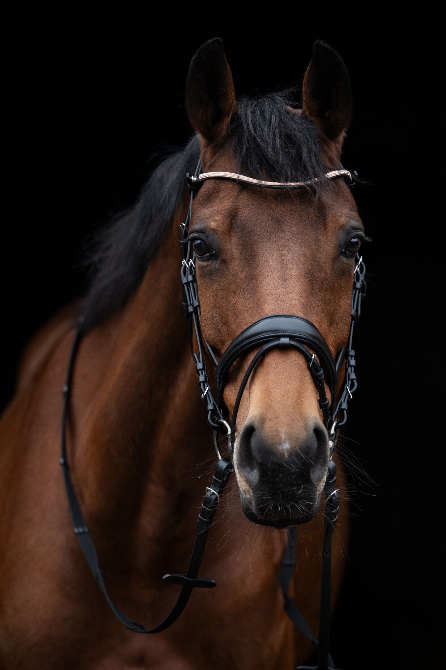 Kopenhagen Bridle