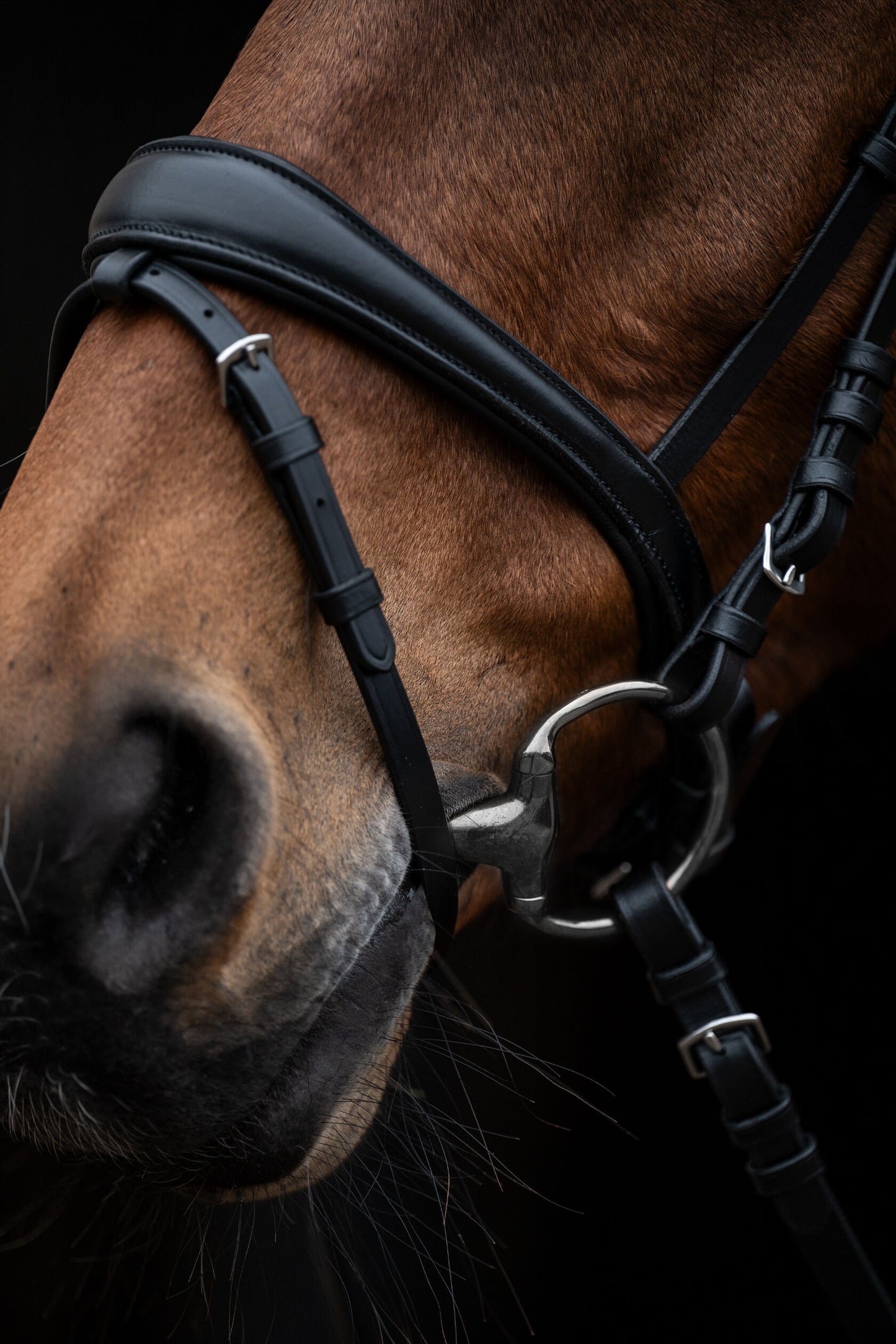 Kopenhagen Bridle