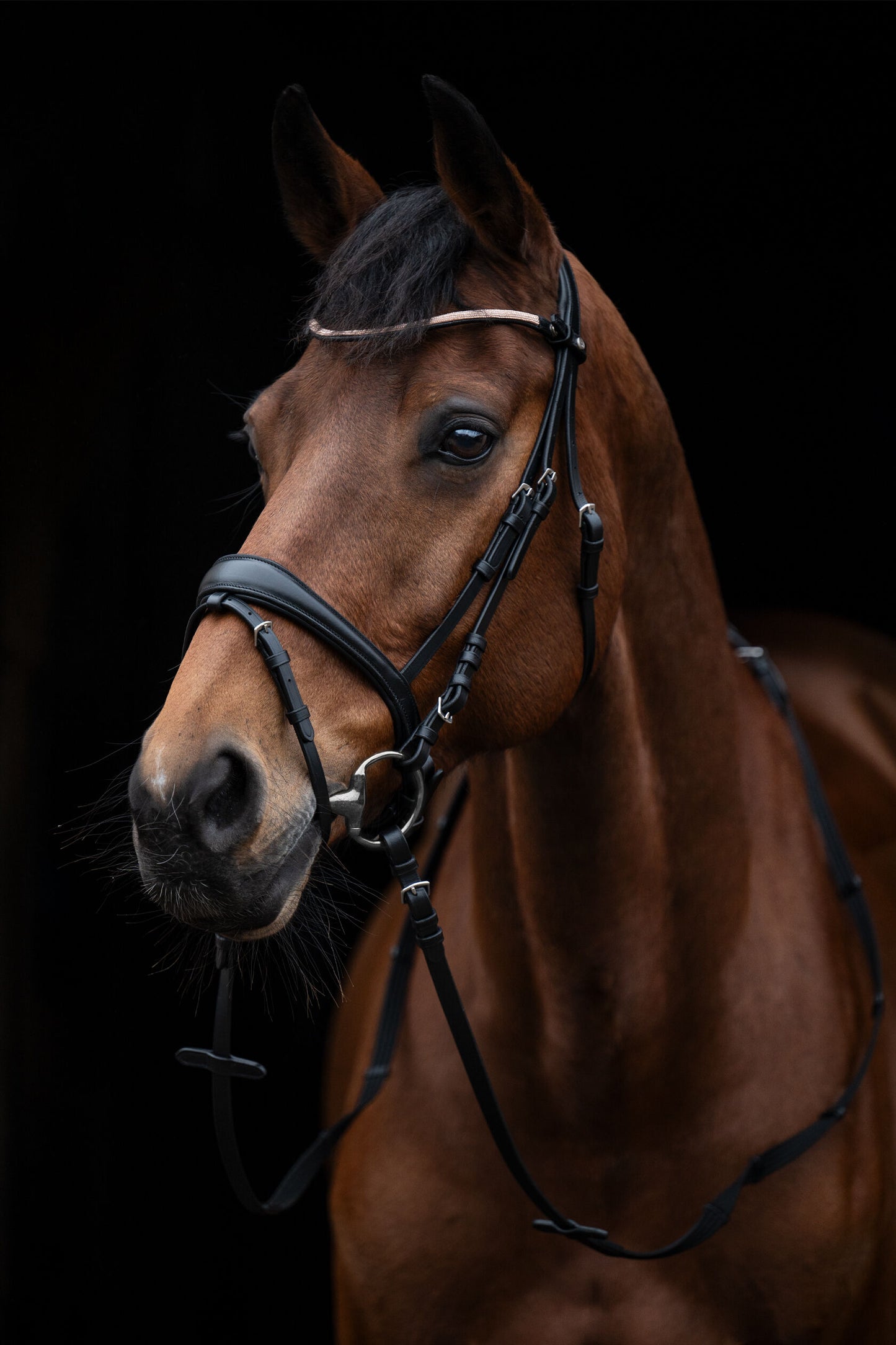 Kopenhagen Bridle